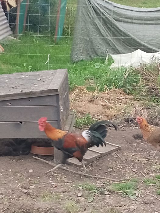 Kokut zielononóżki