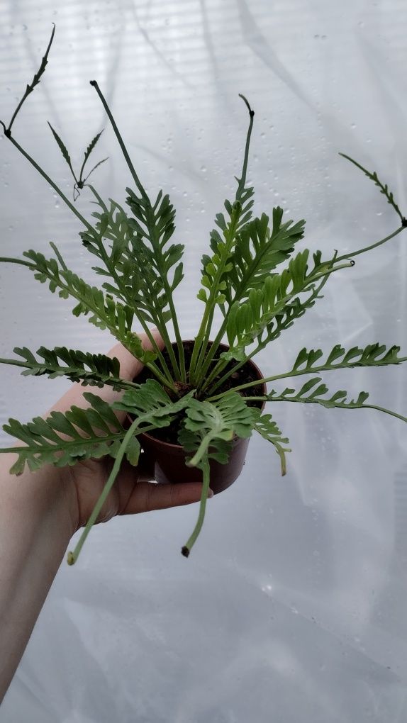 Папороть аспленіум Asplenium kenzoi