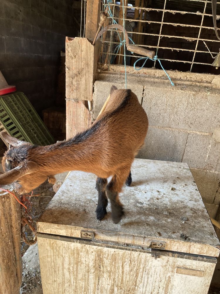 Cabras para venda
