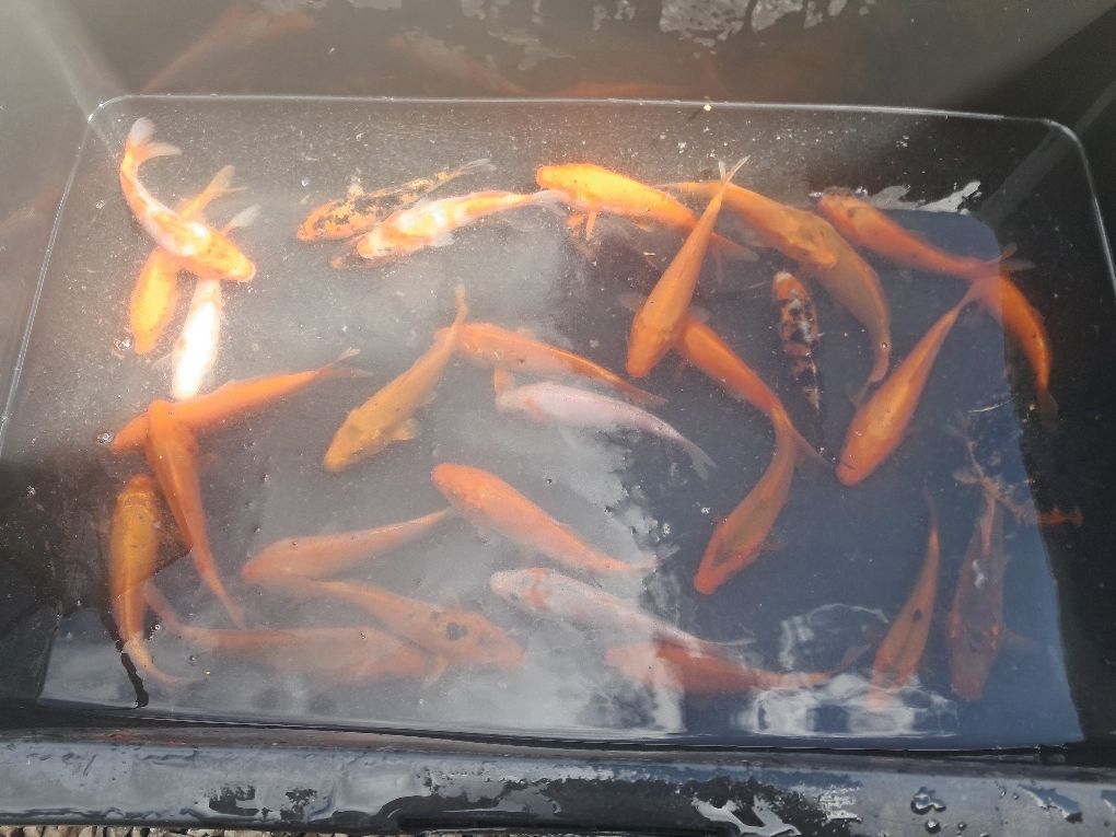 Karp koi narybek / kroczek
