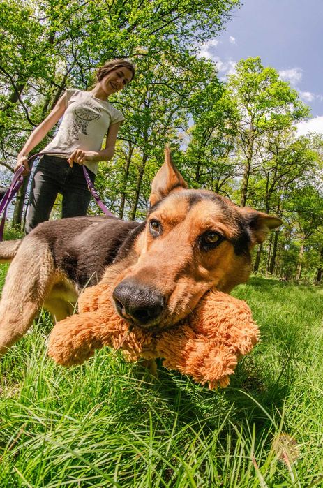 Duży, piękny i kochający – Jukon czeka na swoją rodzinę