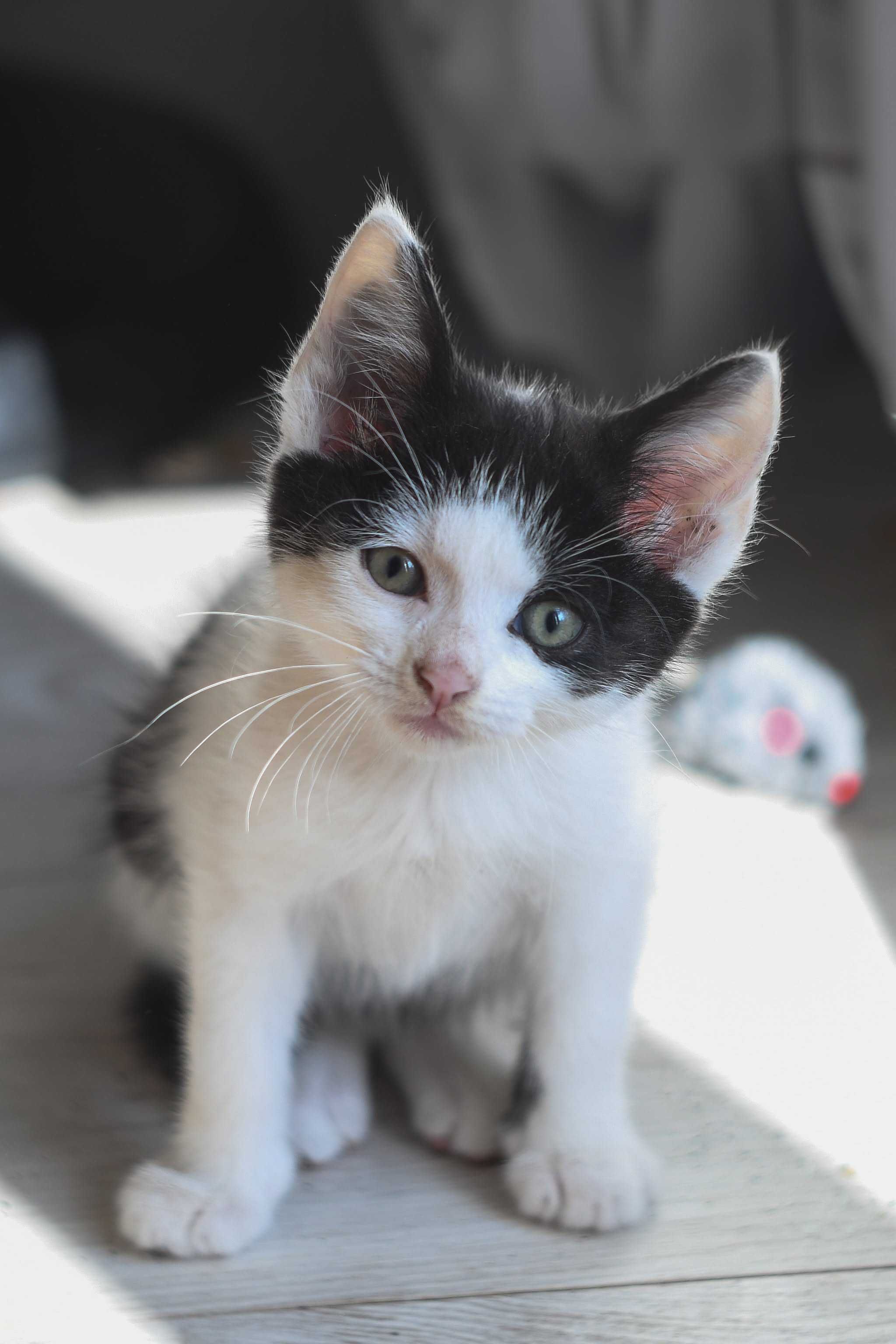 Kocie rodzeństwo do adopcji
