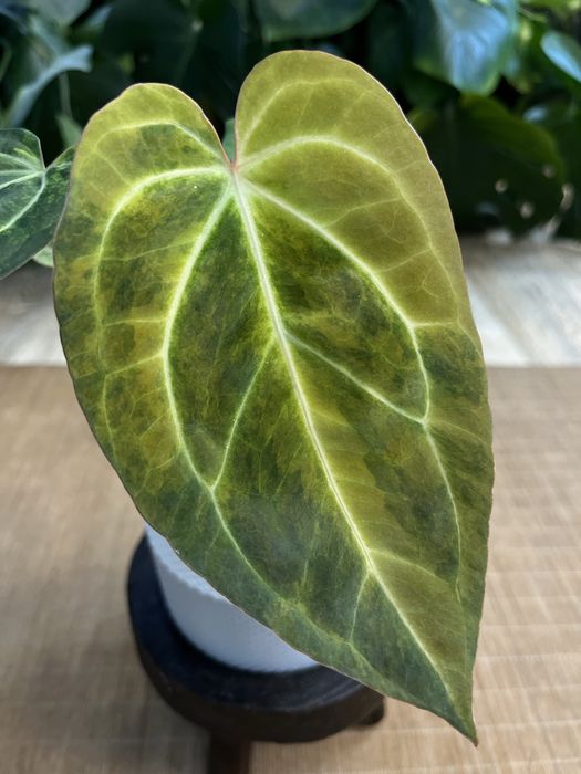 Anthurium Papillilaminum variegata