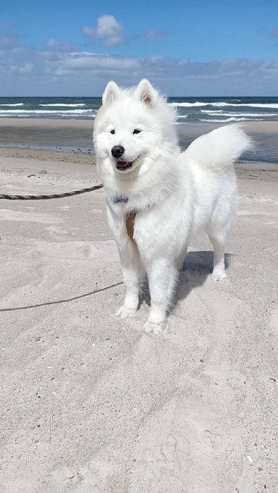 Zapowiedź miotu Samoyed listopad 2025 Epic Smile FCi