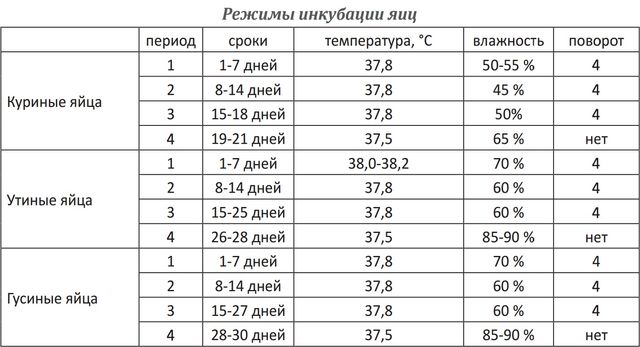 Ливенська Ситцева інкубаційне яйце