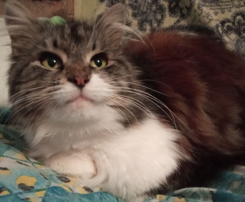 Стерилізована киця