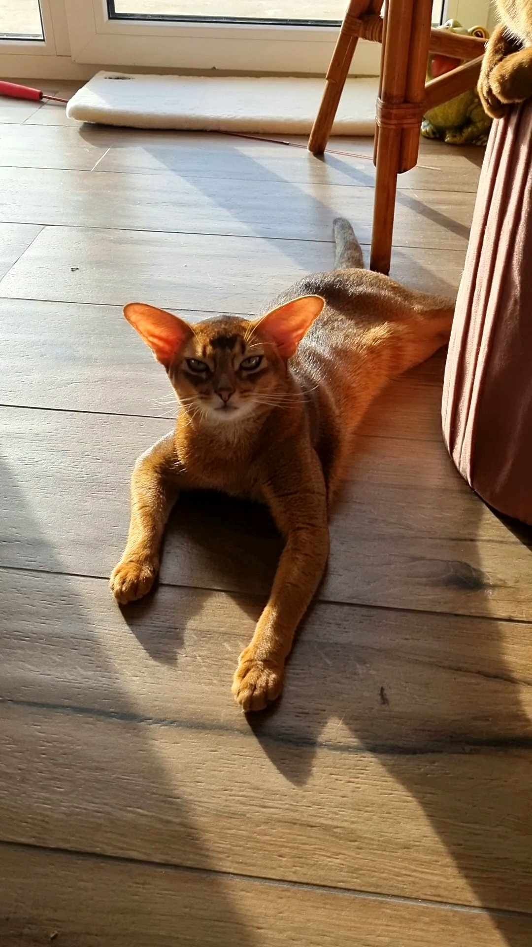 Kotka abisyńska mini-puma