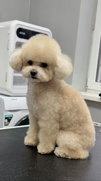 Грумінг собак та котів в салоні «Pluto & Co.» М. Лівобережна