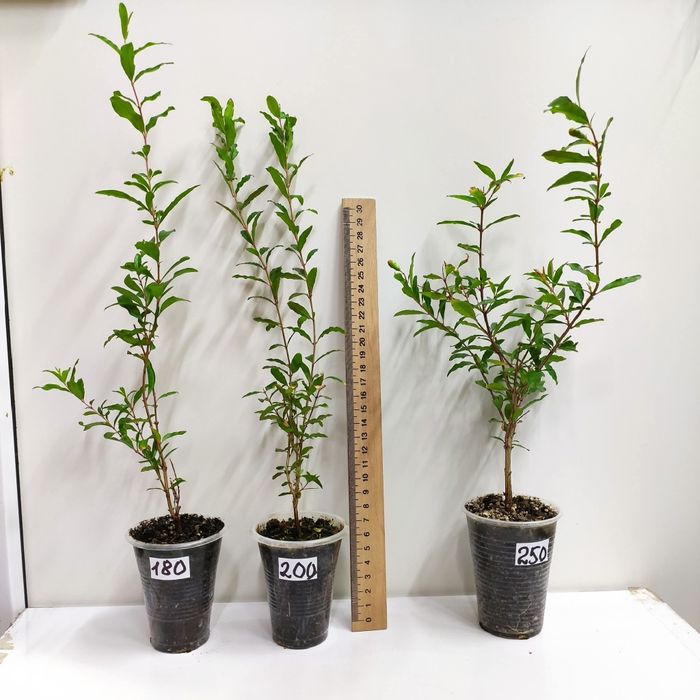 Гранат комнатный карликовый Нана