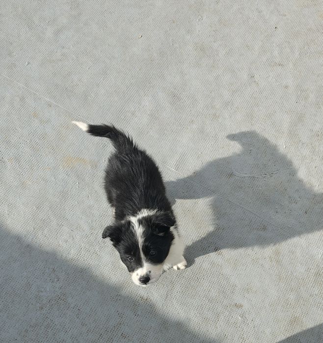 Border collie fêmea pura