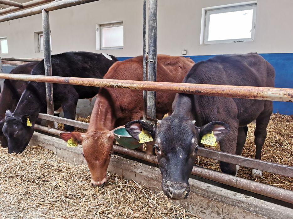 Odsadki mięsne zarlaki Byczki