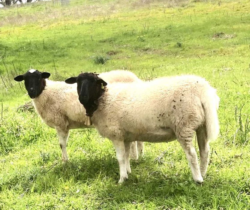 Raça Dorper: Vendemos  Borregos machos e femêas