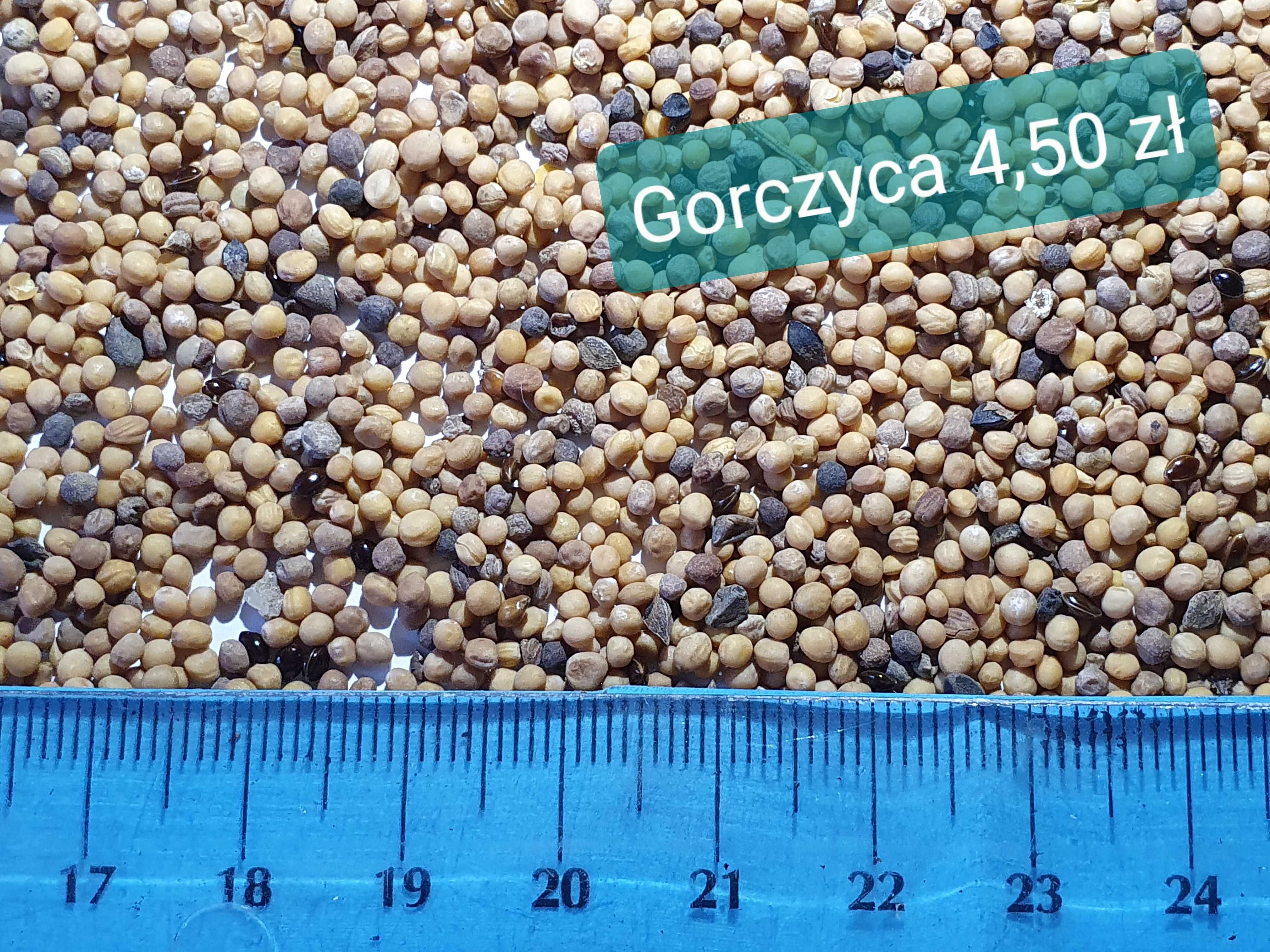 Nasiona Lucerny Transport Kurierem Lucerna Oczyszczone Ziarno Lucernę