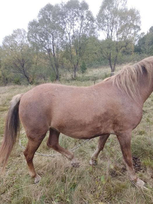 Продам пару коней лошиця 4роки кінь 9років