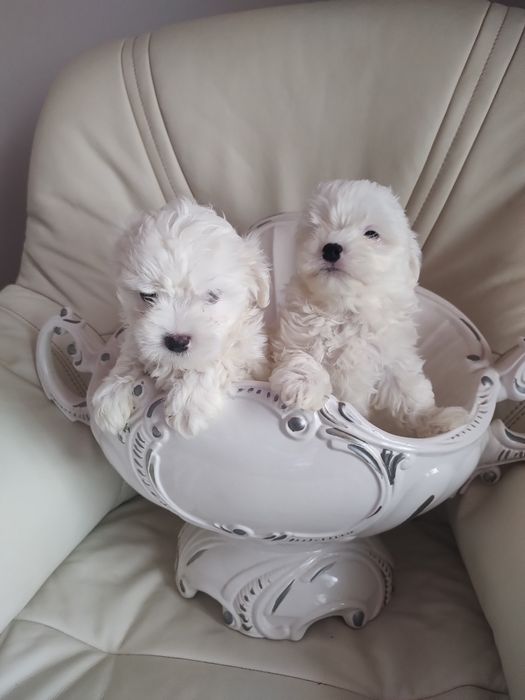 Мальтійські болоночки.