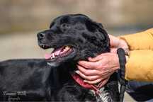 Orlando niezwykly pies blaga o deoj nowy dom! Adopcja!