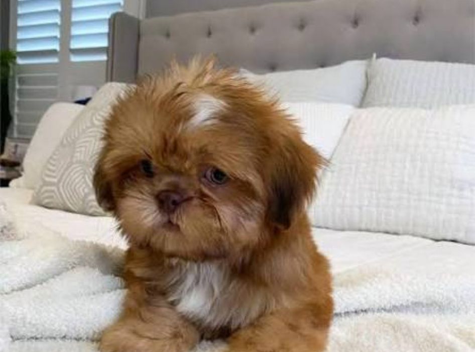 Szczniaczki po shih tzu