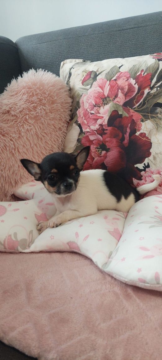 Chihuahua cudny tricolorek