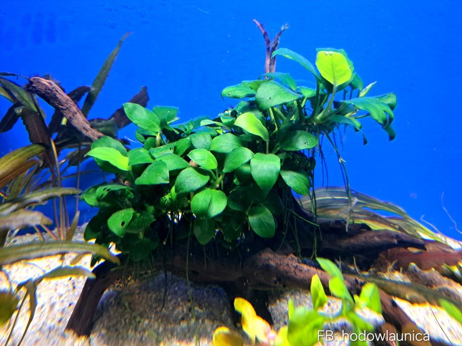 ANUBIAS nana bonsai Wysyłka