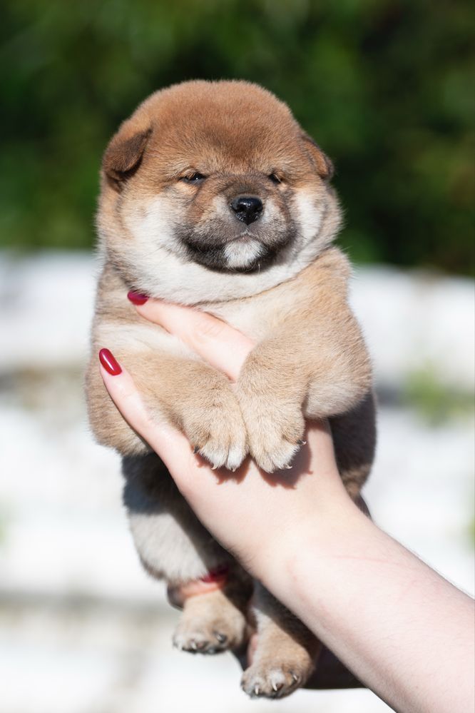 Шиба іну, хлопчик / шиба ину/ сіба/ / сиба/ shiba inu