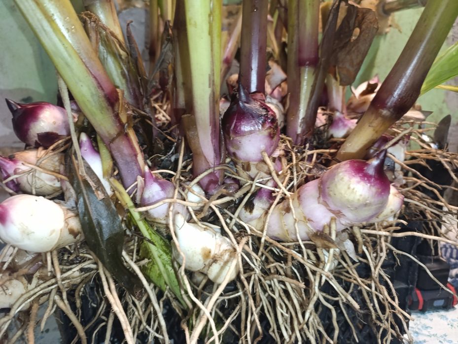 Цветы Канна красная