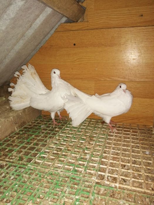 Gołębie pawiki tegoroczne