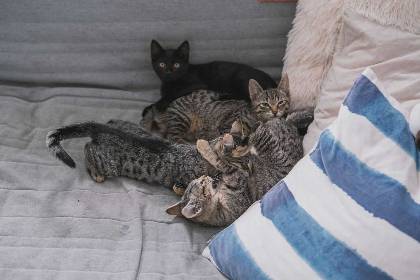 kto mnie i moje rodzenstwo przygarnie?