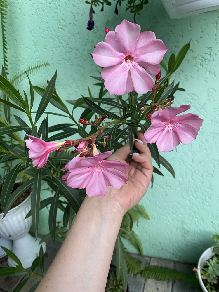Олеандр рожевий, oleander