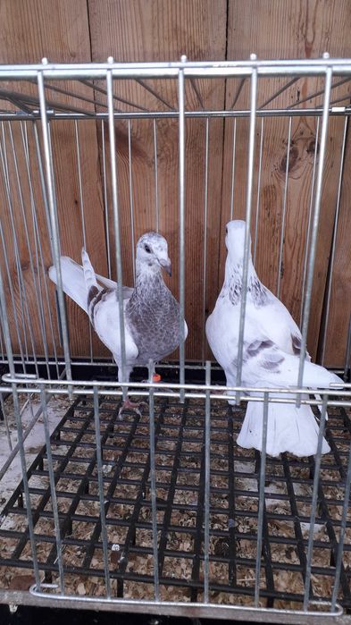 Pocztowy kolorowy para Andaluz białe 2025 r tygrysy