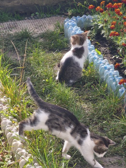 Котики в добрі руки