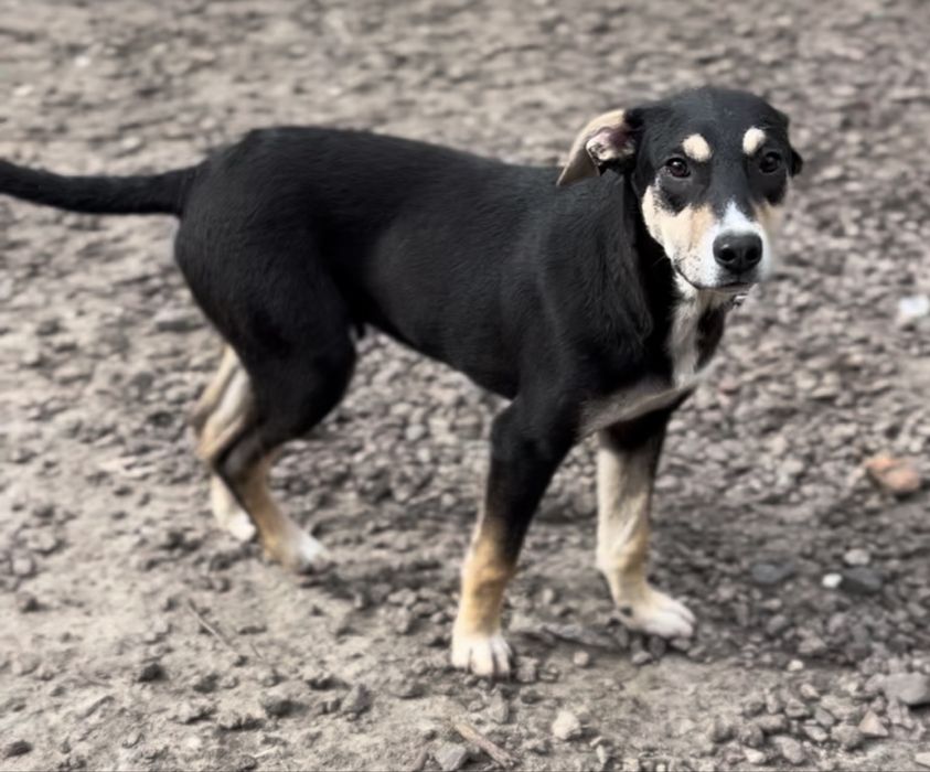 Красивый и добрый пес Бурбон