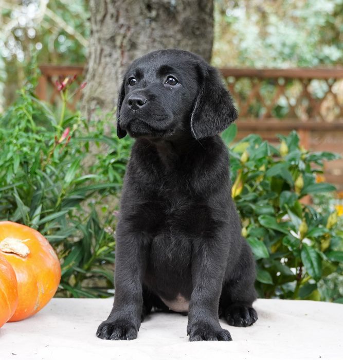 Labrador retriever suczka ZKwP/ FCI - gotowa do odbioru.