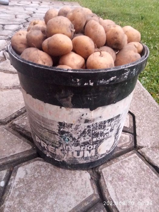 Картопля урожай 2024(дрібна для відгодівлі с/г тварин)