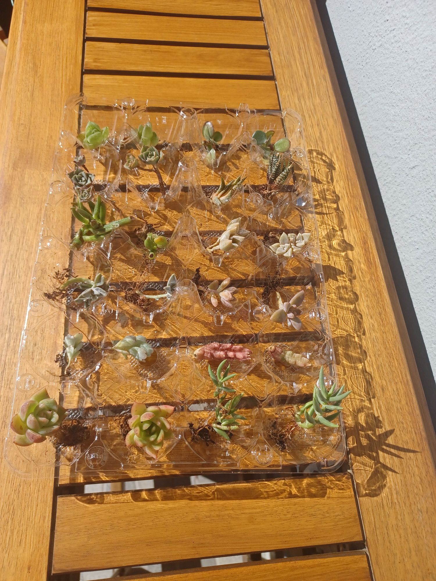 24 cactus de 12 espécies diferentes