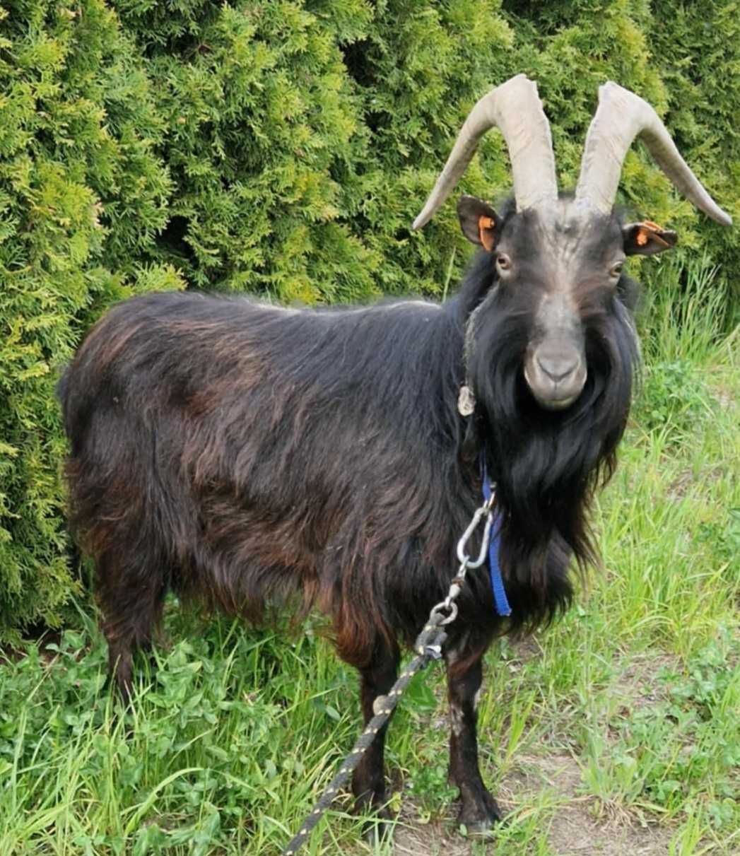 Oddam za owies Kozioł Kazimierzowski .