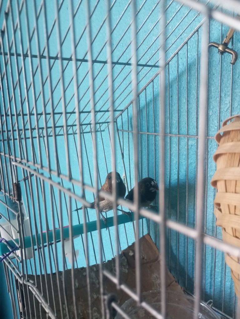 Casal de bengalins
