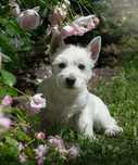 West highland white terrier - suczka ZKWP  FCI