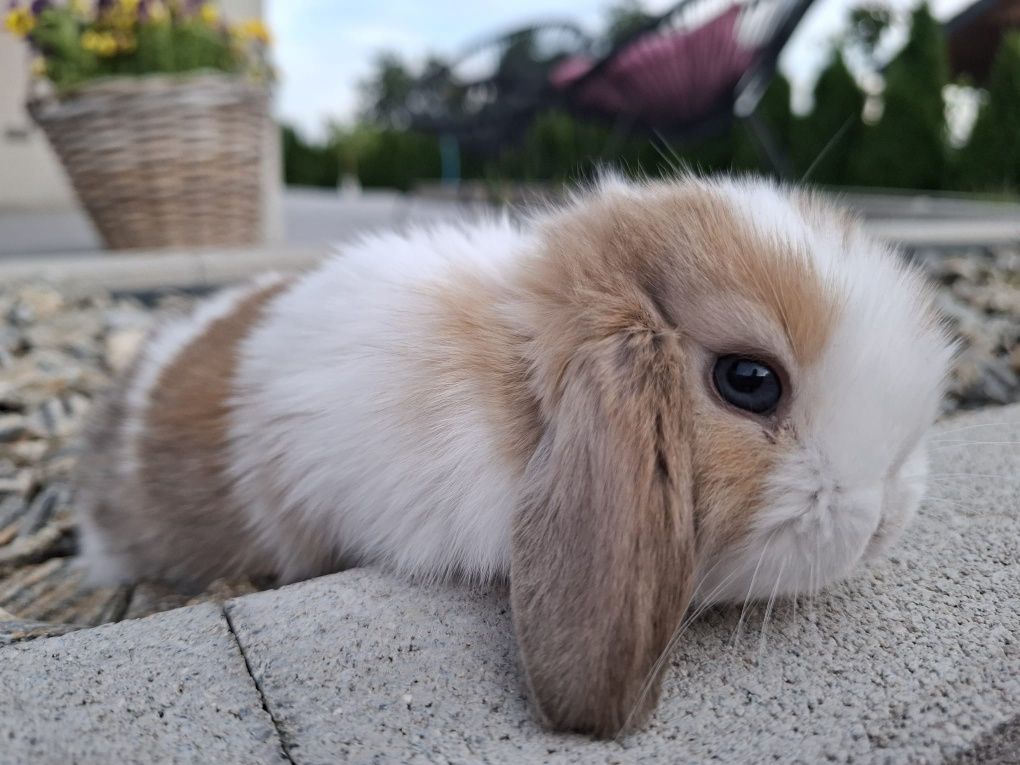 Królik miniaturka króliczek mini lop