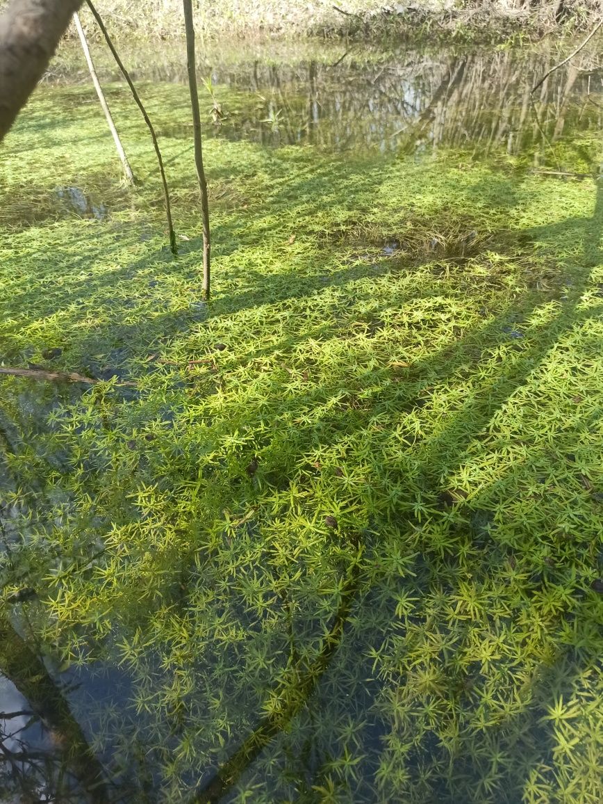 Водяні рослини для біоплато (аір, ірис, рогоз, гідрила мутовча, чистух