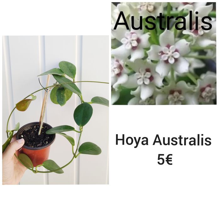Hoya Australis - flor de Cera