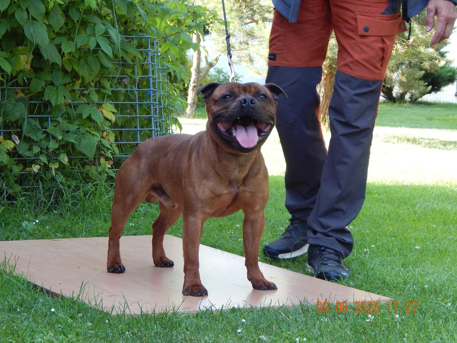 Staffordshire bull terrier staffik sbt zapowiedź