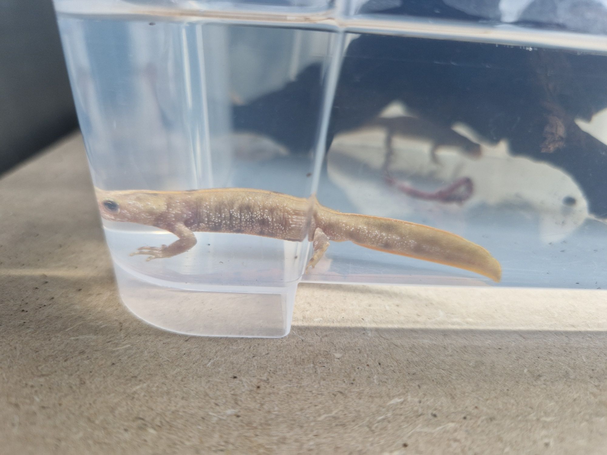 Traszka grzebieniasta Triturus carnifex wildtype het flavistic (Italy)