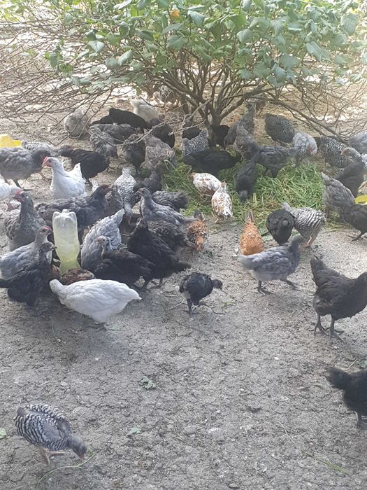 Курчата різних порід