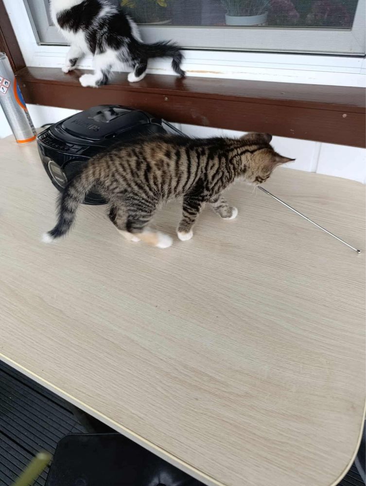 Śliczne kotki do adopcji