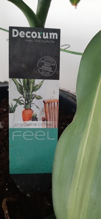 Transport Dracena Cintho duży kwiat 160 cm