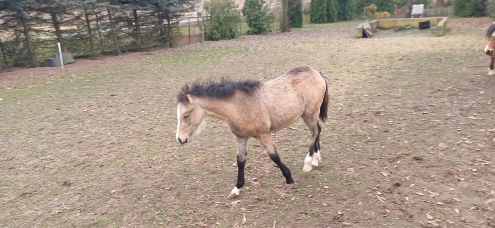 Sprzedam kuce walijskie- redukcja stada