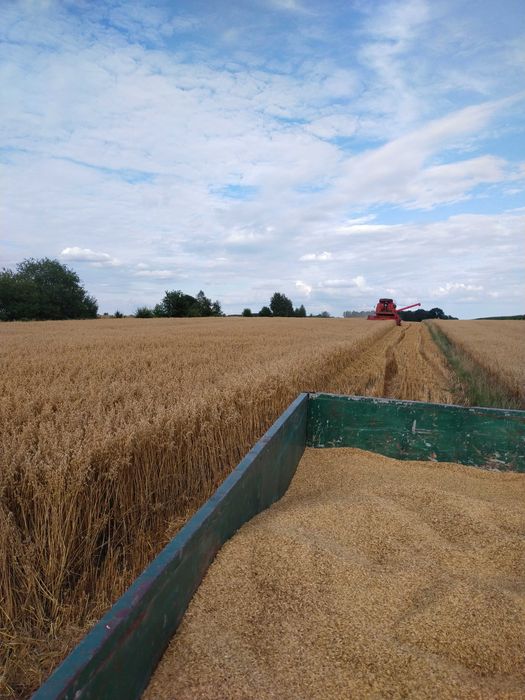 Owies tegorocznych 10 ton