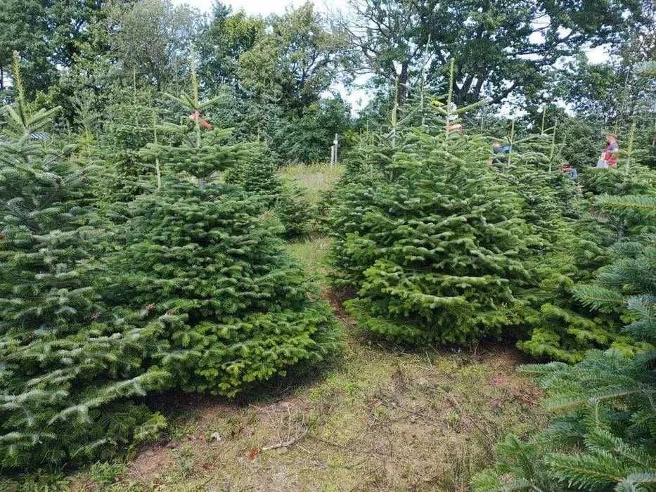 Polskie jodly-choinki -plantacja -GAŁEZIE NORDMN NOBILIS