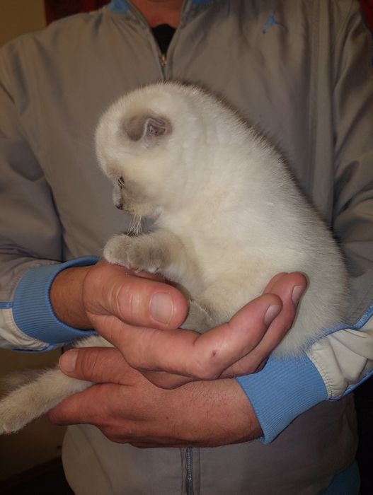 Чистокровная Шотландская вислоухая Девочка .