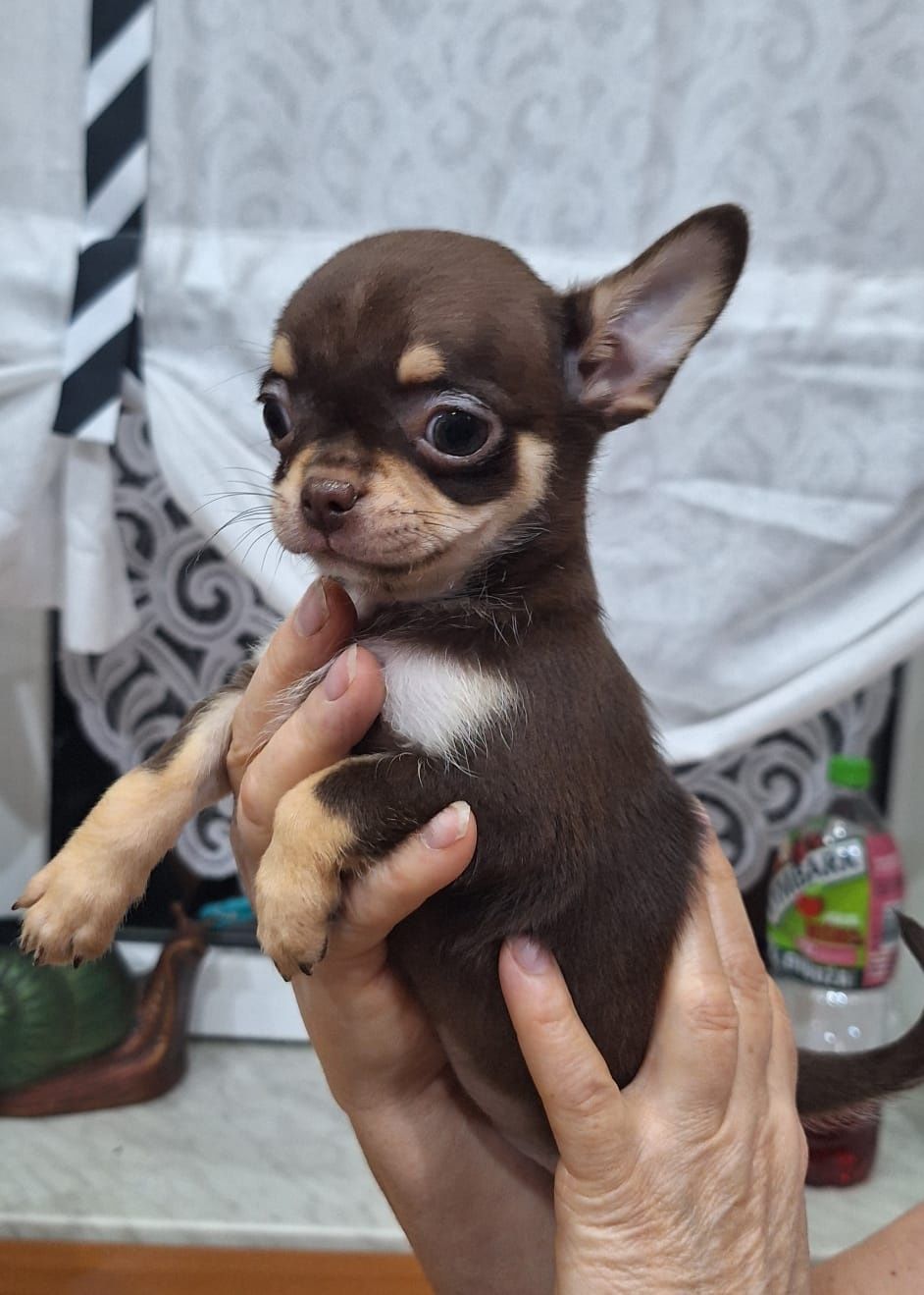 Chihuahua piesek krótko włosa